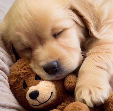 İtlər: Labrador-retriver, 1 ay, Erkek, Pulsuz çatdırılma — 9