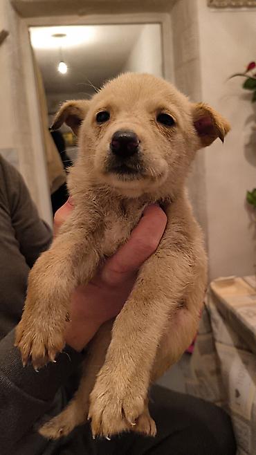 Продажа собак: Щенки, окрас черный с подпалом Описание: - Милые щенки — 9