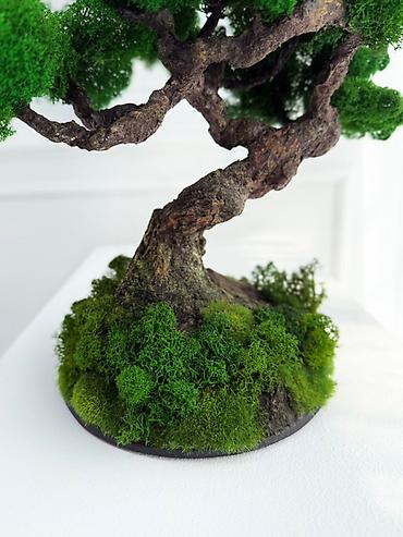 Декоративные цветы: Мини-дерево Бонсай из живого стабилизированного мха 🌿 ✅Цены указаны — 9