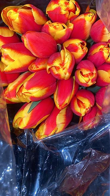 Букеты из живых цветов: Тюльпаны к 8 Марта — опт и розница. - Свежесрезанные тюльпаны разных — 14