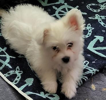 Psi: Na prodaju musko stene maltezera,ostenjen 23.11.2025,bela svilenkasta — 3