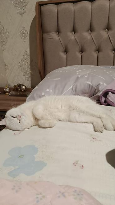 tap az pişik: Ag britan tik qulaq 2 yasi var qum terbiyesi var cox sakit agillidir — 2