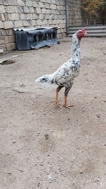 Toyuqlar: Toyuq, Damazlıq, Ünvandan götürmə — 13