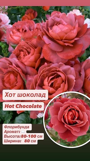 Комнатные розы: Саженцы — 10