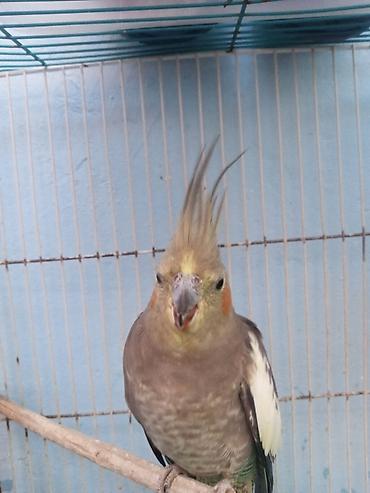 lələkli heyvanlar: Nimfa (cockatiel) tutuquşu – sultan toyuğu cinsindən, başında xas — 1