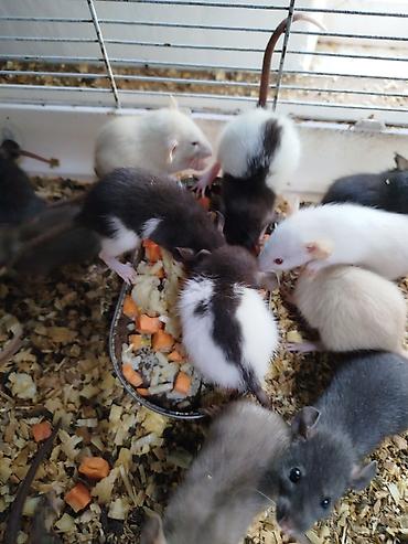 Зоотовары: Продаются клетки 47.28.46. гамаки 250 сом, домики 250 сом поильники — 14