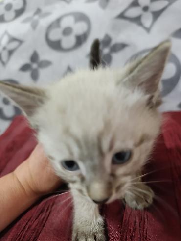 Продажа кошек: Продам котят — 13