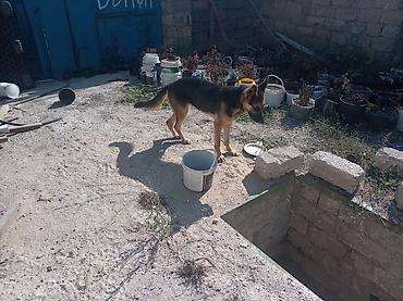 çöl heyvanları haqqında məlumat: Alman çoban iti, 10 ay, Dişi, Peyvəndli, Ünvandan götürmə — 3