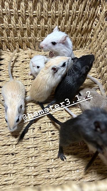 Хомяки: Продаются РУЧНЫЕ песчанки. От них НЕТ ЗАПАХА, как от хомячков и крыс — 11