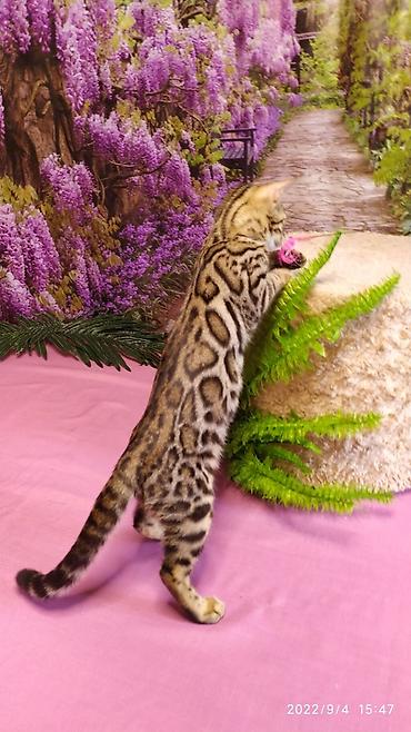 Продажа кошек: Красивейшие Бенгальские котята 3мес девочки и мальчики. Проф питомник at lalafo.kg — 4 Продажа кошек: Красивейшие Бенгальские котята 3мес девочки и мальчики. Проф питомник — 4