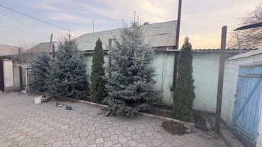 Декоративные деревья: Саженцы деревьев: Ели, Самовывоз — 12