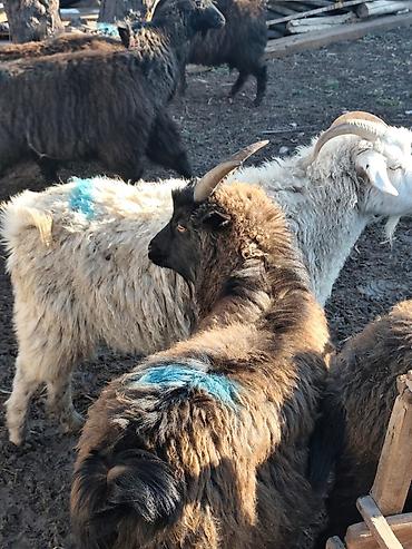 Козы, козлы: Продаю | Коза (самка), Козёл (самец), Козлёнок — 18