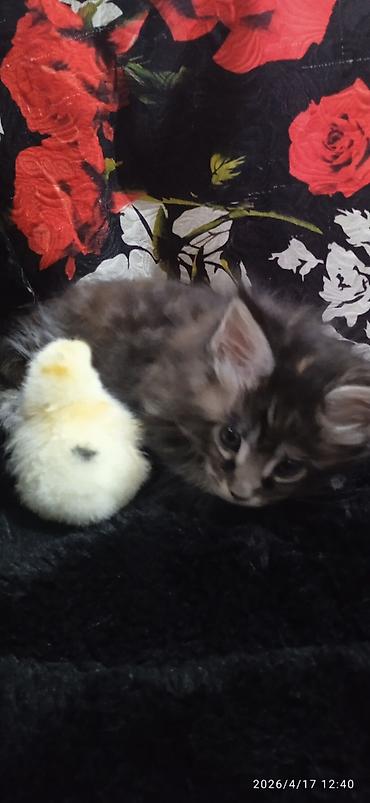 Продажа кошек: Мейн-кун, 1 месяц, Девочка — 5