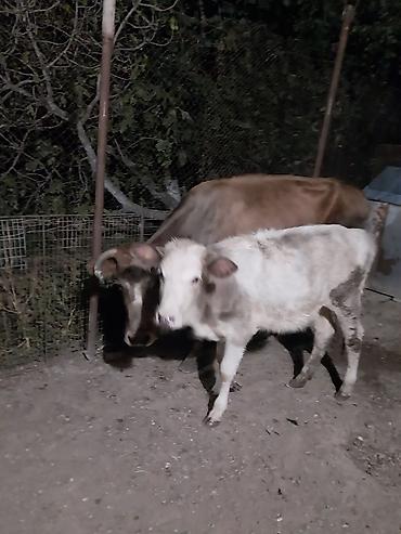 Inəklər, öküzlər: Inək və buzov satılır balasi 5 aylıq dişi danadı inək 2 ayliq boğazdı — 2