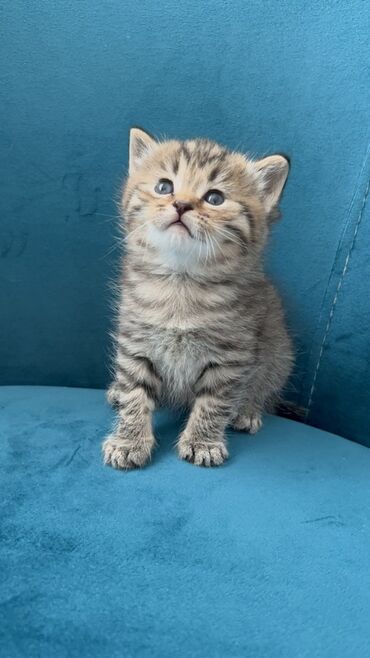 Pişiklər: Britan, Ünvandan götürmə — 1