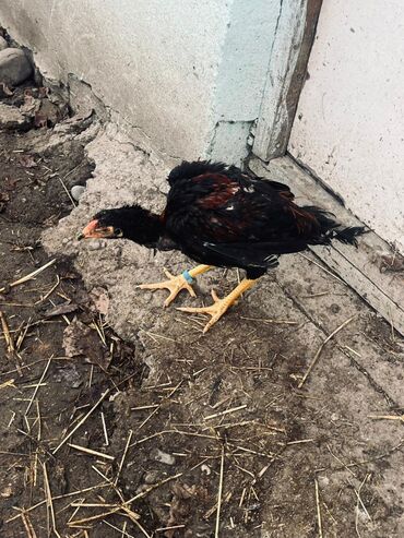 Toyuqlar: Toyuq, Damazlıq — 5