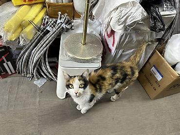 Отдам даром кошку: Кошка даром: Беспородная, Девочка, Приучена к лотку — 3