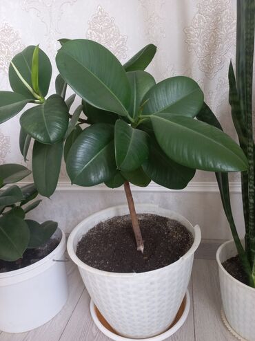 Другие комнатные растения: Молодой саженец лимона, выращенный в домашних условиях. Растение имеет at lalafo.kg — 14 Другие комнатные растения: Молодой саженец лимона, выращенный в домашних условиях. Растение имеет — 14