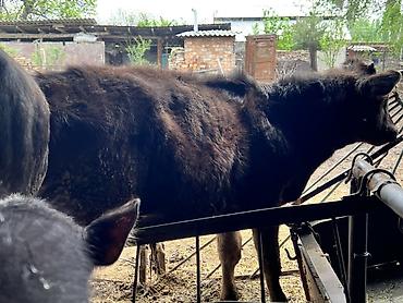 Коровы, быки: Продаю | Бык (самец) | Привязанные — 12