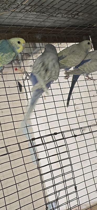 породы собак в бишкеке: 🐦 ВОЛНИСТЫЕ ПОПУГАИ РАЗНЫХ ПОРОД И ОКРАСОВ! 🌈 Предлагаю большой выбор — 4