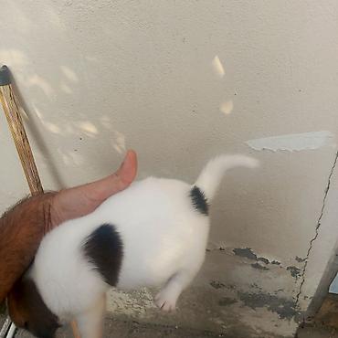 pekines it satisi: Cek rassel teryer, 1 ay, Erkək, Peyvəndli — 5