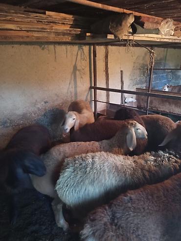 Баран, овца: Продаю | Баран (самец) | Арашан — 12