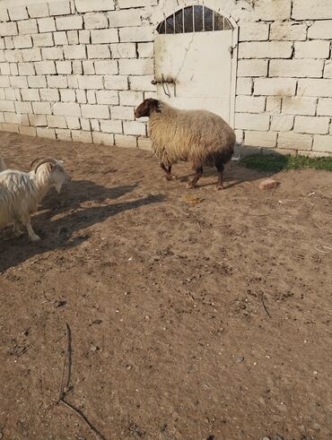 qurban qoyun sekilleri: Dişi, Qala, il: 2, 30 kq, Ətlik, Ünvandan götürmə