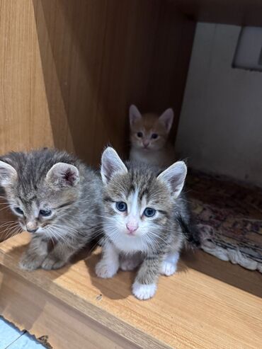 Pişiklər: Erkək, Yaxşı əllərə, Ünvandan götürmə