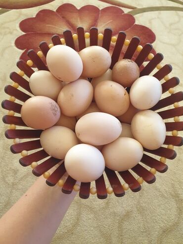 Yumurta: Broyler və qarışıq toyuq yumurtaları satılır qiyməti 1 manat