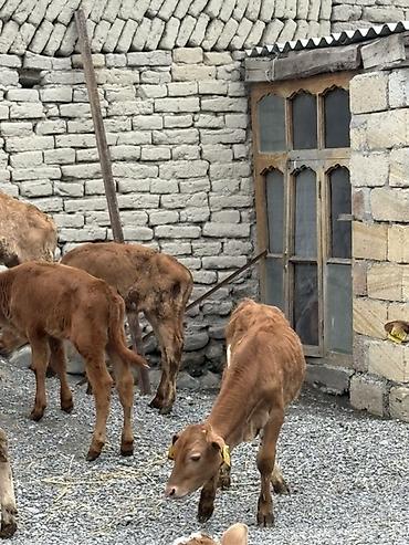 cins qoyunlar satilir: Süd istiqamətli buzovlar – qrup halında - Yaş kateqoriyası: erkən — 4