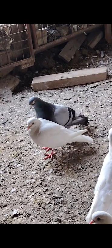 papuqay type 0: Draconlar hazir cutlerdi qisa dimdiklerdendi beleleri az azdi. Ag — 4