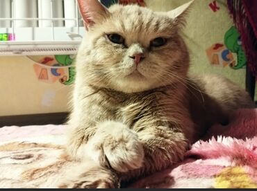шотландская прямоухая кошка цена: Продаем котика, добрый, умный, британско шотландской породы