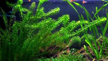 akvarium satisi: Elodeya akvarium bitki