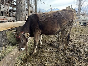 Коровы, быки: Продаю | Тёлка | На откорм | Племенные — 2