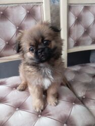 Gəmiricilər: Pekines, 3 ay, Dişi, Ünvandan götürmə