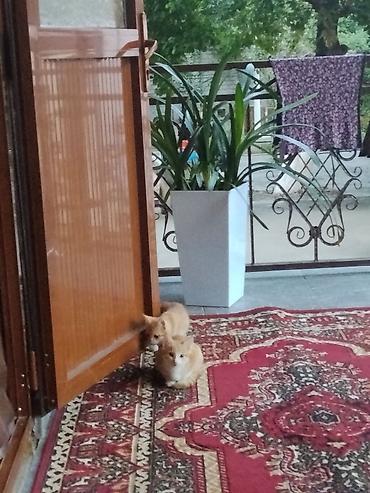 Продажа кошек: Домашние котята Описание: - Оба котёнка с короткой шерстью — 12