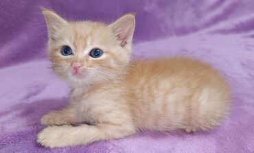 во сколько стерилизовать кошку: БЕСПЛАТНО! Котёнок 1,5 месяца, мальчик. От паразитов обработан. Ходит