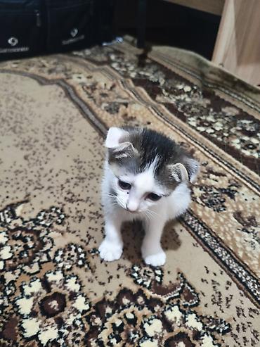 Котёнок с редкими заломленными ушками (тип «скоттиш фолд»-look)