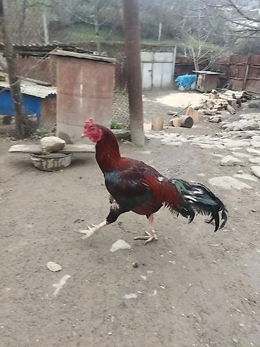 alman kurdu iti: Qırmızı xoruz 3 yaş yarım. damazlıq. bu biri balaca qırmızı iyun — 1