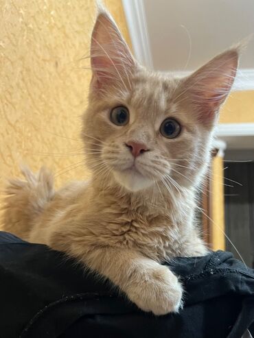котенок в хорошие руки: Meyn-kun, Erkək, Yaxşı əllərə, Ünvandan götürmə