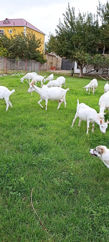 lal ördek satışı: Dişi, Zanen, il: 3, Ətlik, Pulsuz çatdırılma