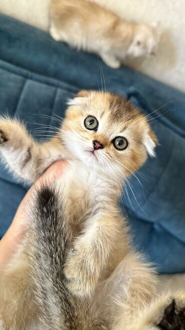 Pişiklər: Britan yastı qulaq, Erkək, Dişi, Yaxşı əllərə, Ünvandan götürmə, Pulsuz çatdırılma, Ödənişli çatdırılma — 79