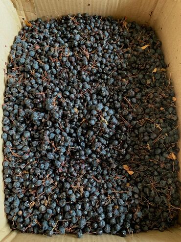 семена эспарцета в кыргызстане: Продаётся барбарис иссык-кульский, кг по 200с. Только самовывоз