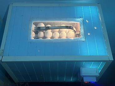 inkubator cucesi: İnkibator 120 toyuq 70 qaz yumurtası tutur 1 ədəd deyil bu sadəcə — 4