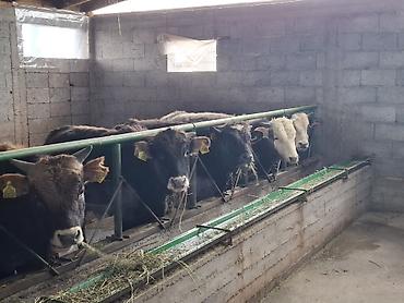 Коровы, быки: Продаю | Бык (самец) | Алатауская | На откорм | Племенные, Привязанные at lalafo.kg — 6 Коровы, быки: Продаю | Бык (самец) | Алатауская | На откорм | Племенные, Привязанные — 6