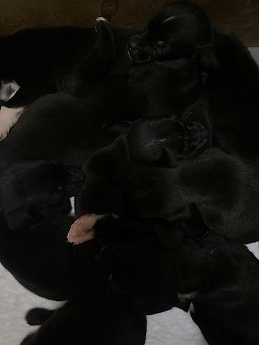 Продажа собак: Мощные черные щенки: Сила Питбуля + Интеллект Овчарки метиса — 13
