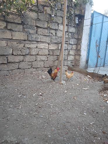 Toyuq, Damazlıq