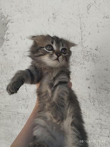 Продажа кошек: Котята, помёт из нескольких малышей.мама вислоухая шотландка Окрас в — 2