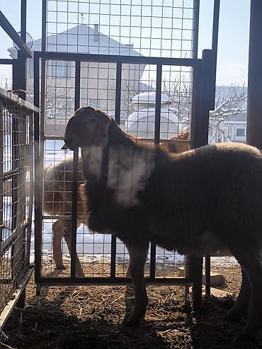 Баран, овца: Продаю | Ягненок, Баран (самец) | Арашан | Для разведения | Племенные — 9