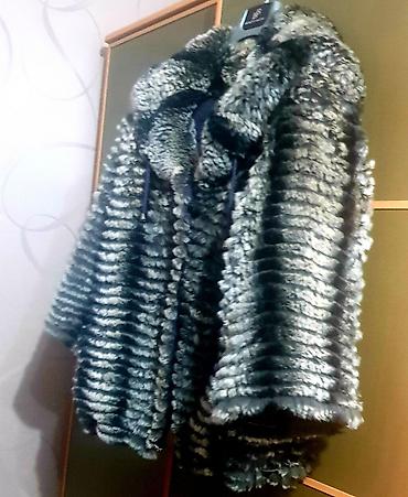 silver chinchilla: Shinshilla — 1